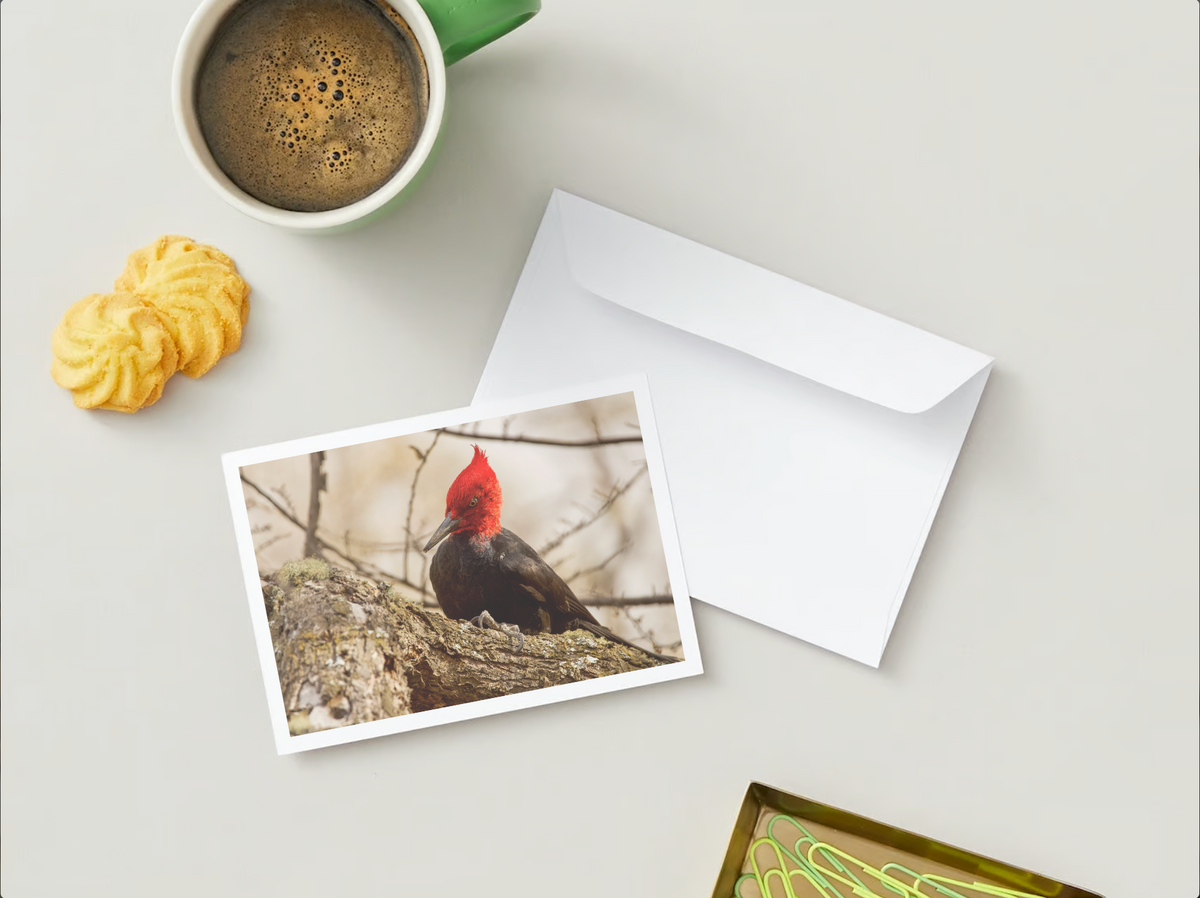 Postal Faunastica (Carpintero)