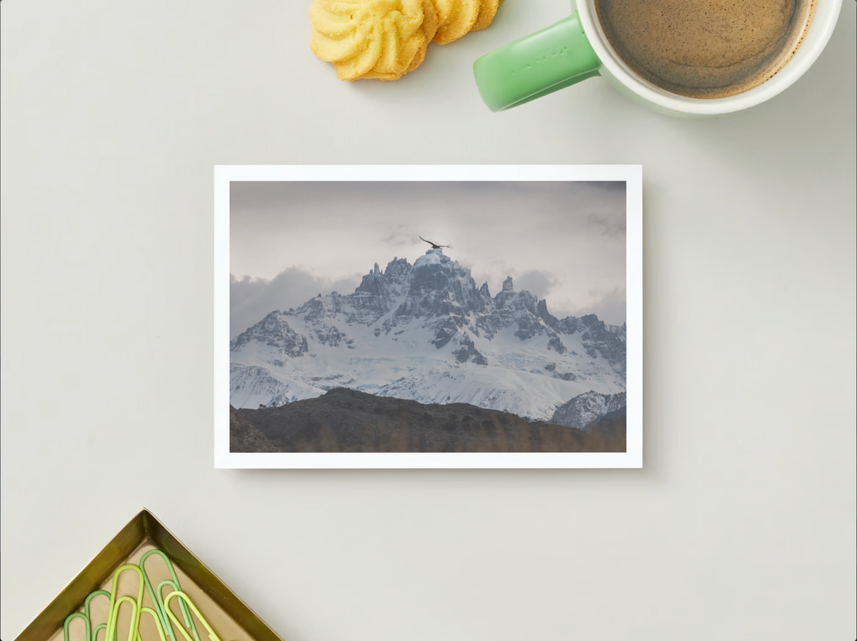 Postal Faunastica (Condor en Cerro Castillo)
