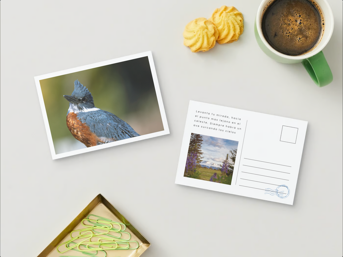 Pack de 6 Postales Faunásticas