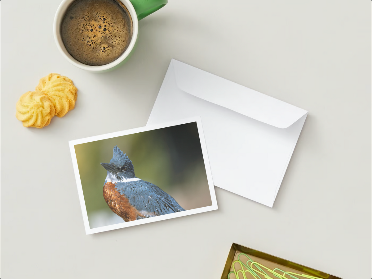 Pack de 6 Postales Faunásticas