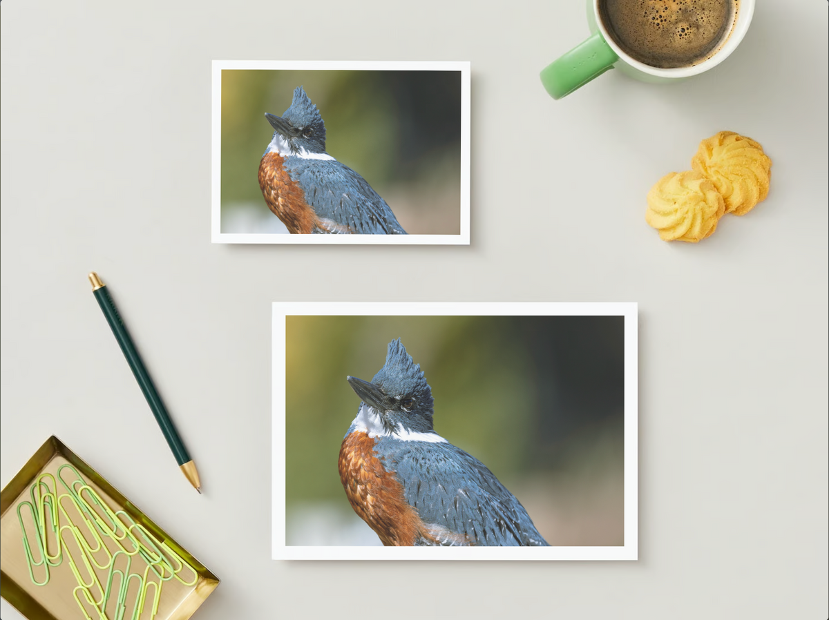 Pack de 6 Postales Faunásticas