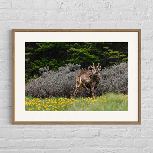 Huemul en dientes de leon